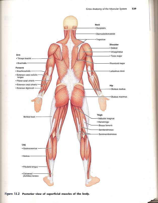 Anatomy - Back Muscles
