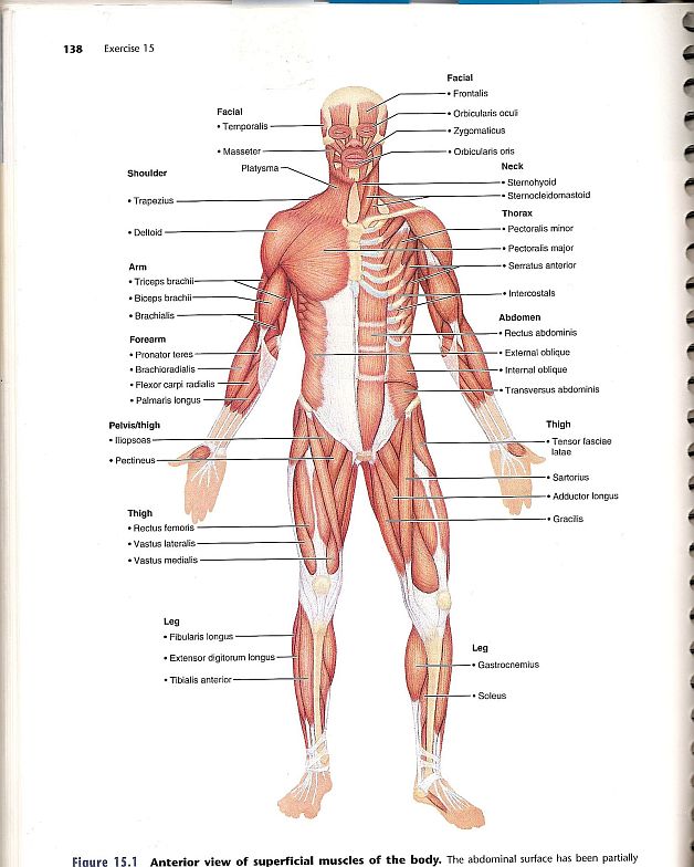 Anatomy - Front muscles